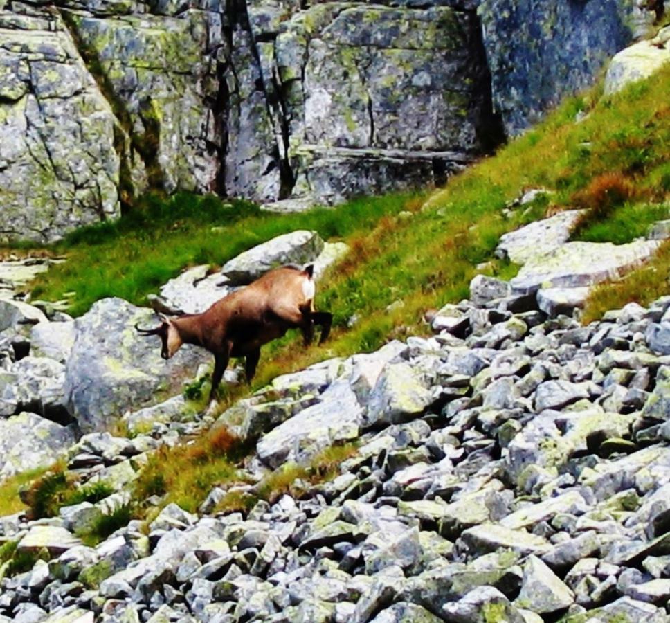 Penzion Alfa Tatry Stará Lesná المظهر الخارجي الصورة